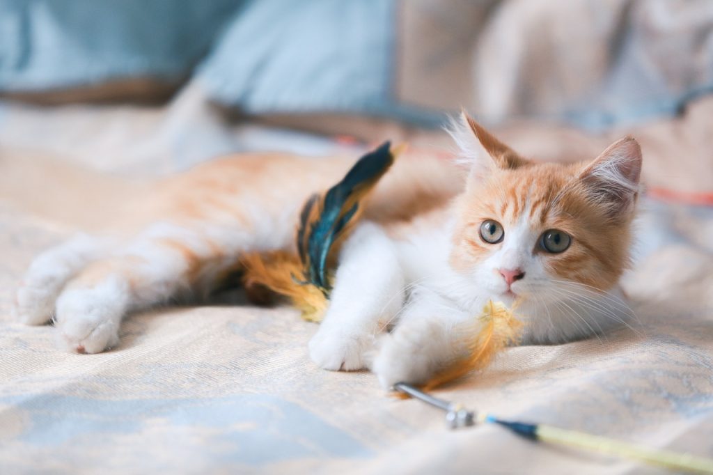 Orange and white kitten with feather toy