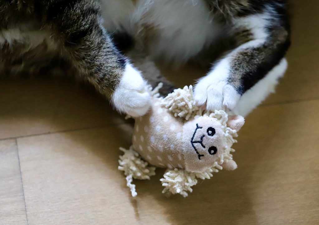 Cat feet playing with plush toy