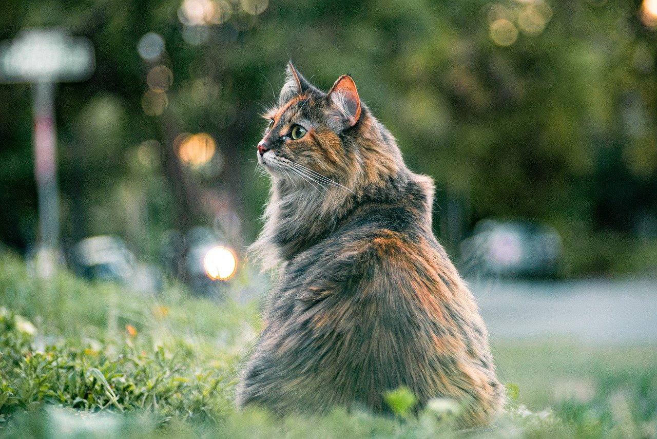 Brown and orange cat sitting outside