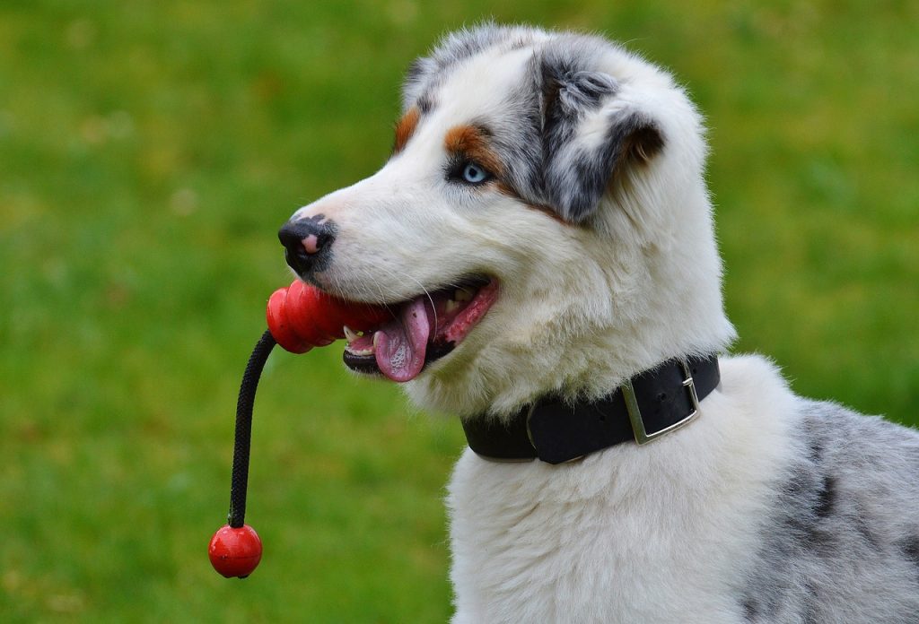 White and grey dog with red toy in mouth.