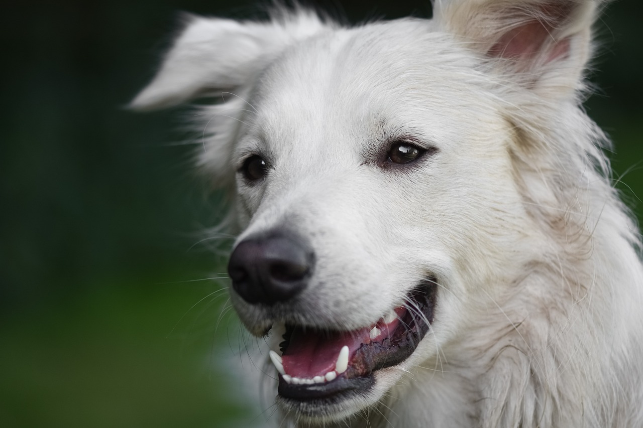 White dog