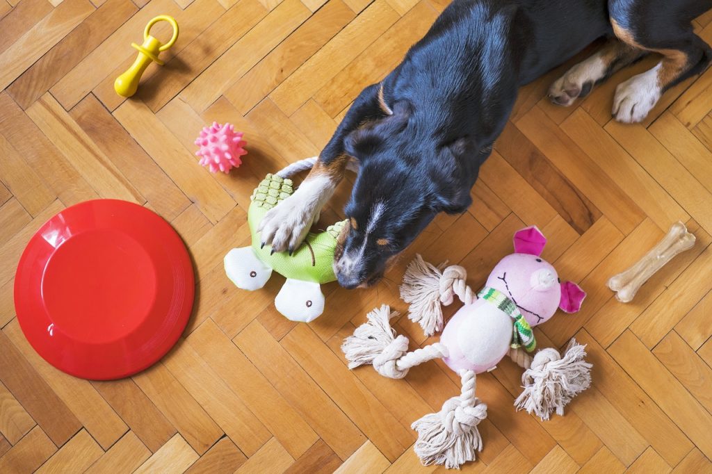 Black dog with multiple toys