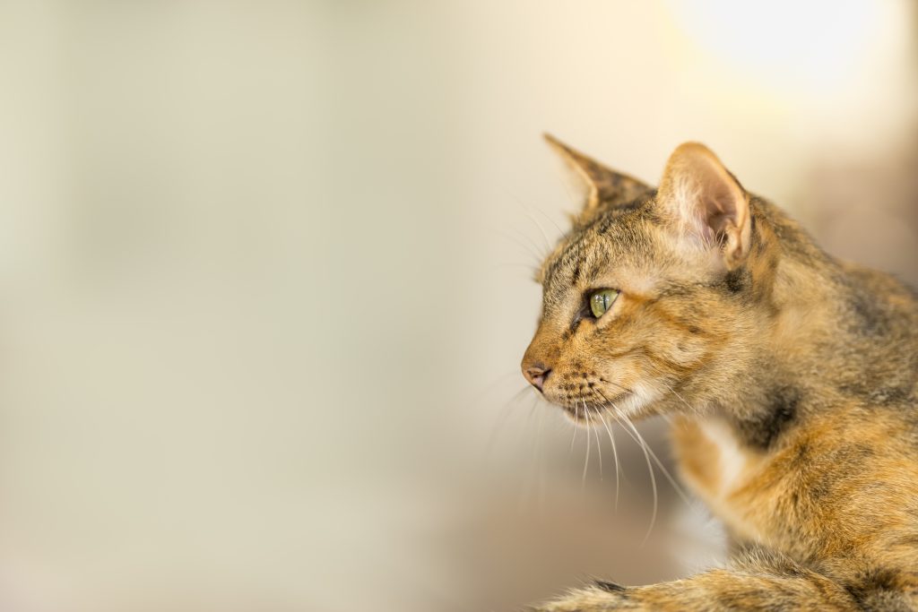 Close up of short hair brown cat looking to the left.